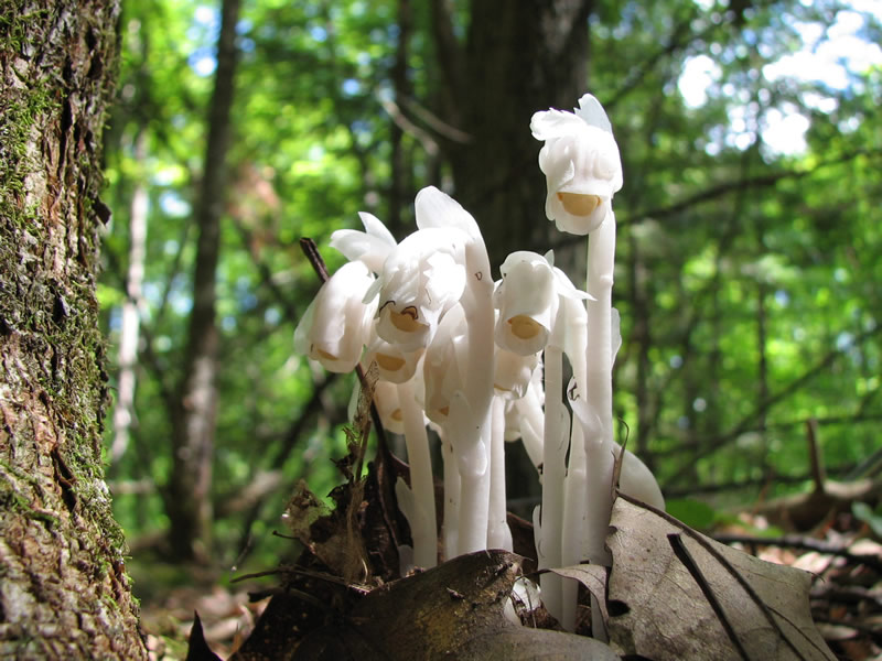 Ghost pipe is back